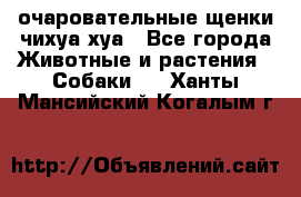 очаровательные щенки чихуа-хуа - Все города Животные и растения » Собаки   . Ханты-Мансийский,Когалым г.